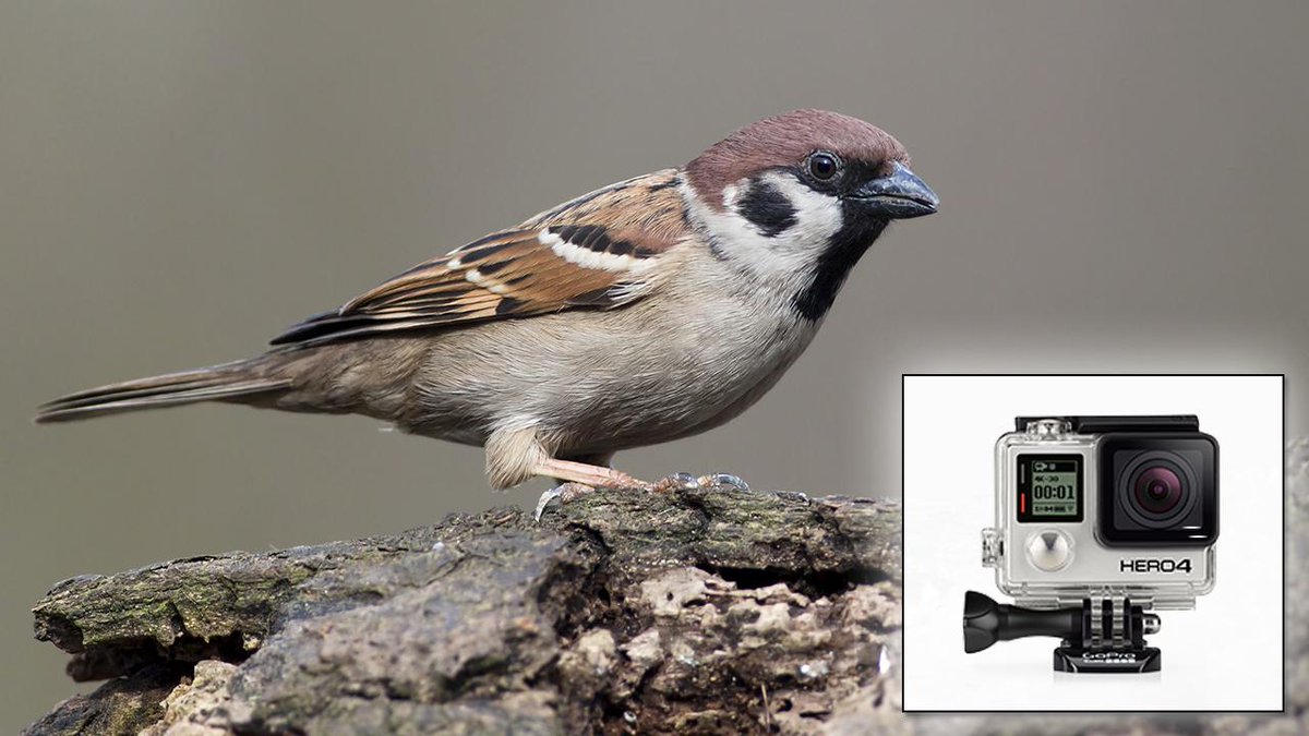 ClickHole's tweet photo. We Put A GoPro On A Sparrow http://t.co/D24YkMTclq http://t.co/SuorfeMpZ0
