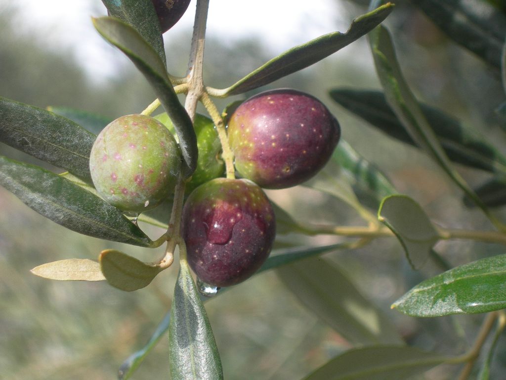 amasenoblog's tweet photo. AMASENO NEWS: L'Oliva di #Gaeta diventa #Dop Amaseno inserita tra i comuni produttori http://t.co/2UgUiEgNe3 http://t.co/QjT9k5r2rM