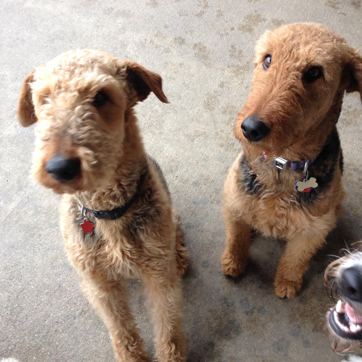 CentralBarkMV's tweet photo. #Airedale Fever!! #Dogslife http://t.co/8ciGW8TAy4