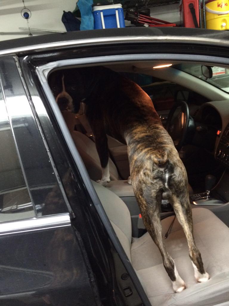 beaudstheboxer's tweet photo. Cmon mom! I know you don't have your license yet but you can at least try to drive! #puppy #boxerdog #BoxerLove http://t.co/zF3xLhYGeN