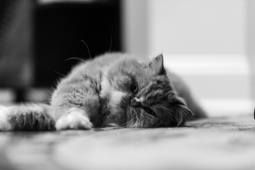 BroytmanPhotoCo's tweet photo. Who doesn't like cat pictures? http://t.co/EED0kYQddF