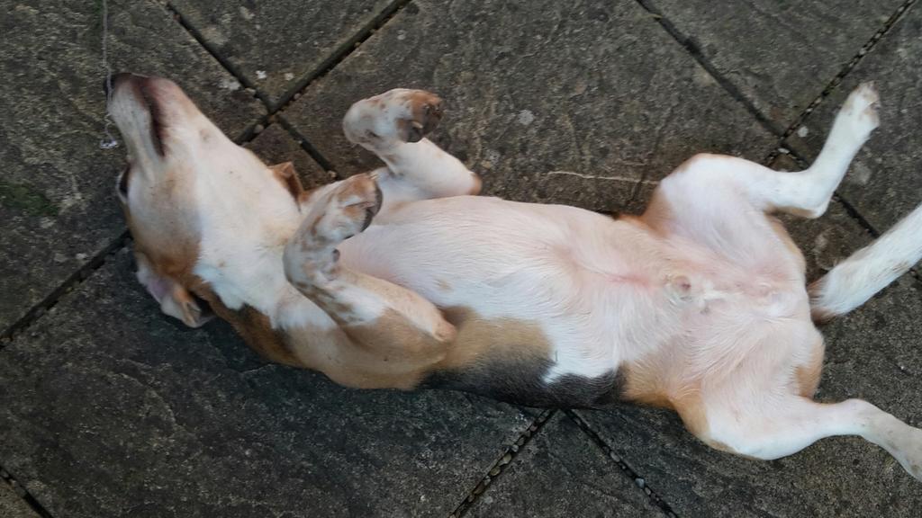 Nothing to see here, move along please. I cannot possibly come indoors as I am clearly dead.