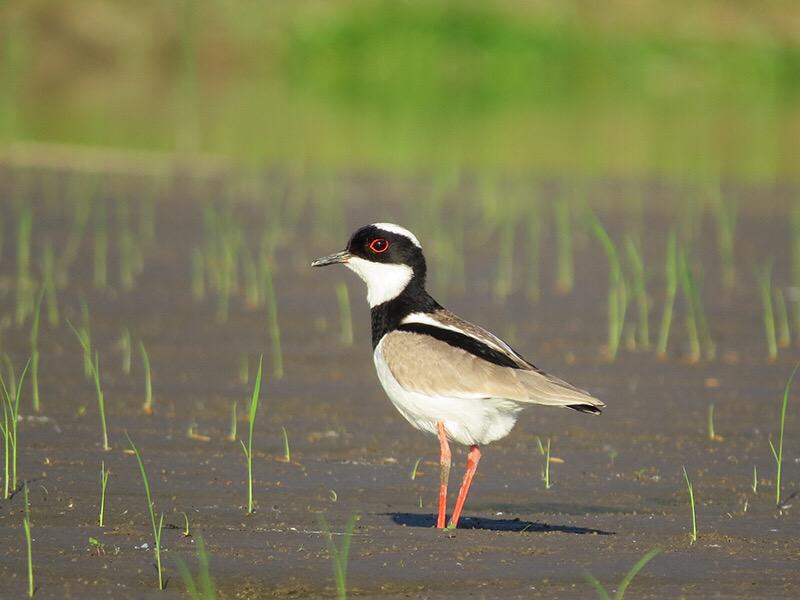 boydcha's tweet image. A favorite moment from my #AmazonWeek  - pied lapwing standing in the rich soil with new rice sprouts @theplanetd