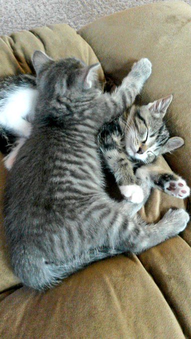 I'm already so in love with them 💕🐾 http://t.co/Vv4R2qx627