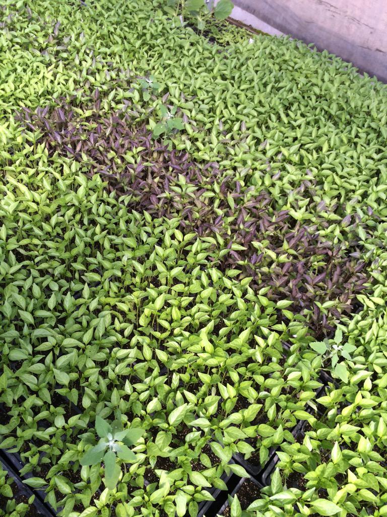 AlvarezOrganic's tweet photo. A little patch of color among the tiny peppers #organic #agriculture #peppers #farm365 http://t.co/5h3Upl0qDG