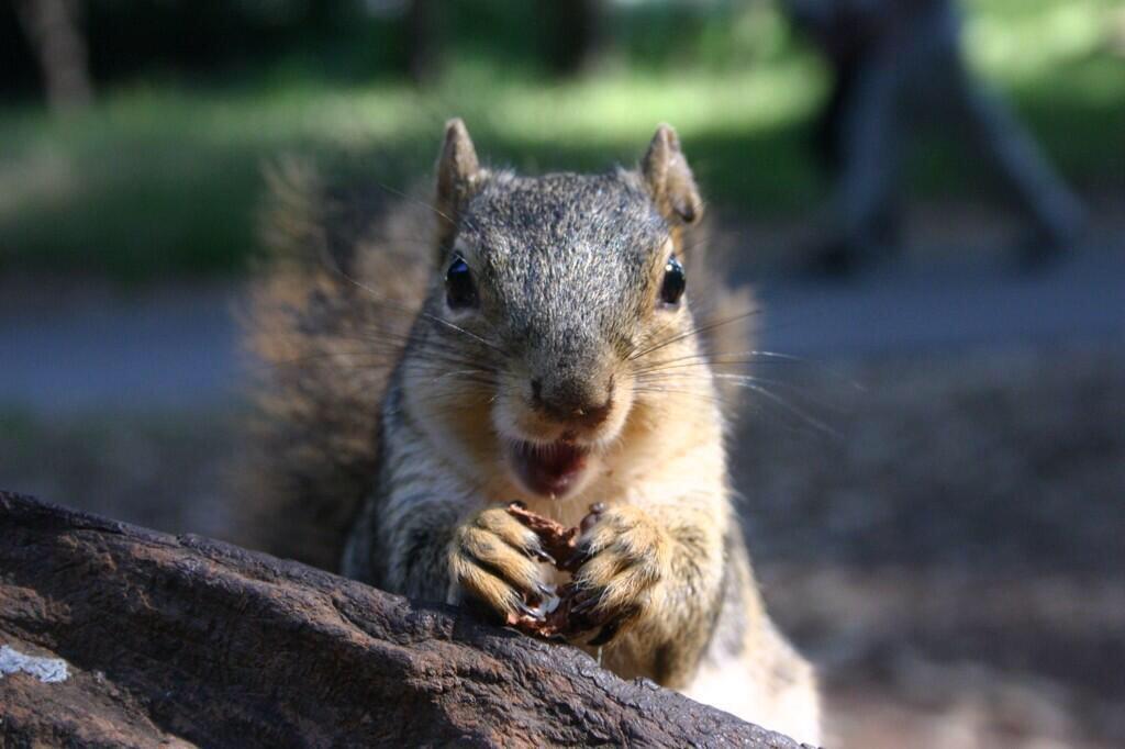 Squirrel Pics (@squirrel_pix) on Twitter photo 