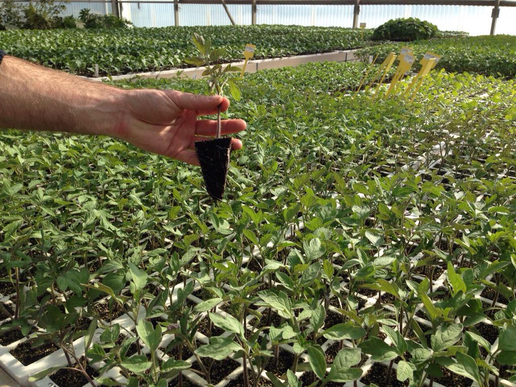 Fund. Miquel Agustí tweet media