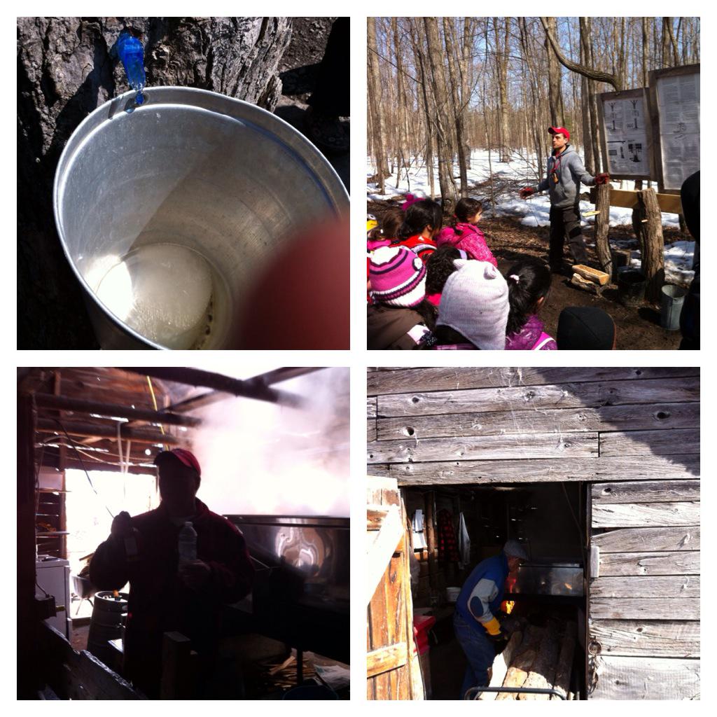 BondarBlazers's tweet photo. Learning all about how to tap trees and make maple syrup! So cool! #syrupygoodness #primaryfieldtrip http://t.co/x7hP7QnTCI