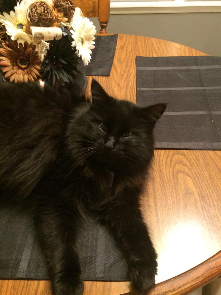 Yes, this box is mine &amp; this wooden platform is also mine... How dare u hoomans clutter up my things wit ur nonsense