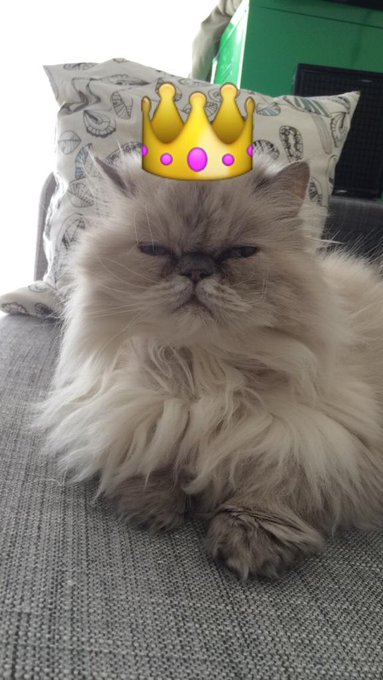 Queen Derpsalot 👑 http://t.co/6LOwMX7yK9<a href="/tag/mfc"class="tags"><span>#mfc</span></a>