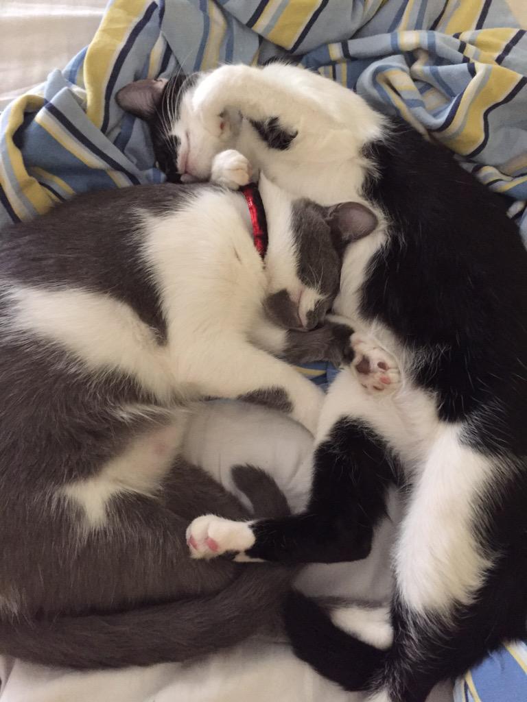 justjouett_kace's tweet image. Little kitten nap right before the @InfluensterVox Twitter party for @TemptationsCats #CatVsMouse but we are ready 😻