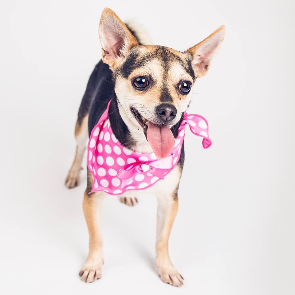 TheCityofSac's tweet image. Street Animal Shelter dedicates play yard to the dogs wp.me/p3ZwPQ-Kb @frontstreetlife