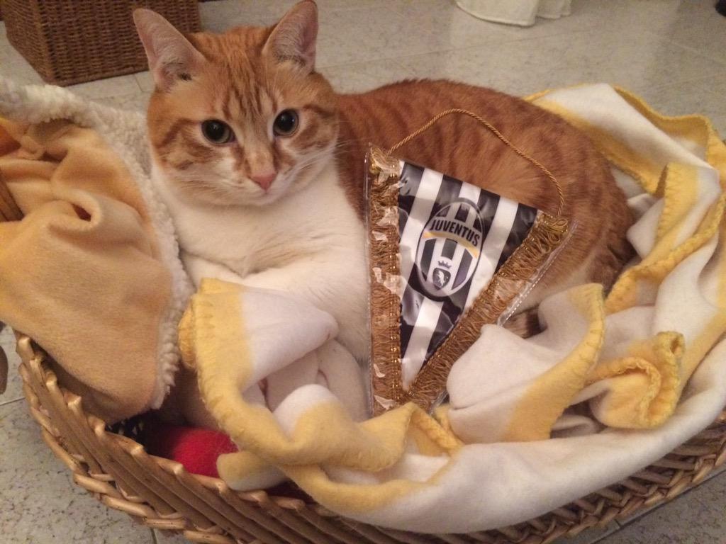 lampronti's tweet photo. #miscuglio di colori # forzajuve  #finoallafineforzajuventus http://t.co/tXlnKs6Caj
