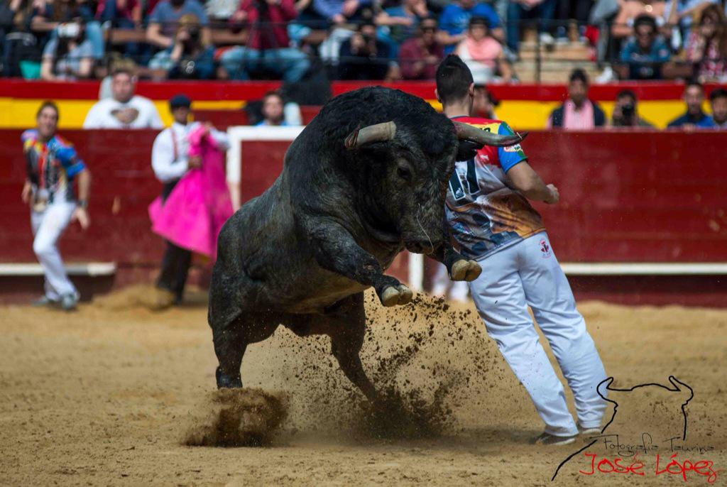 Toreros que le da igual el toro que salga por toriles sea el encaste q sea...