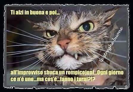 Giuseppe lo grasso tweet media