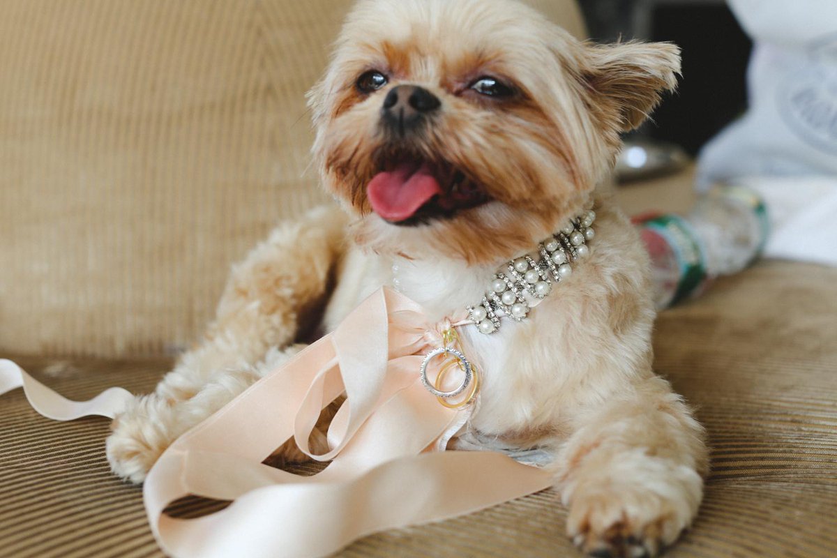 mayakalman's tweet photo. Sometimes the '#details' are the 'VIPs' in the #wedding. #Ringbearer....
#SwankProductions #Dog #Rings #Gold http://t.co/GQhMrV9Gc8