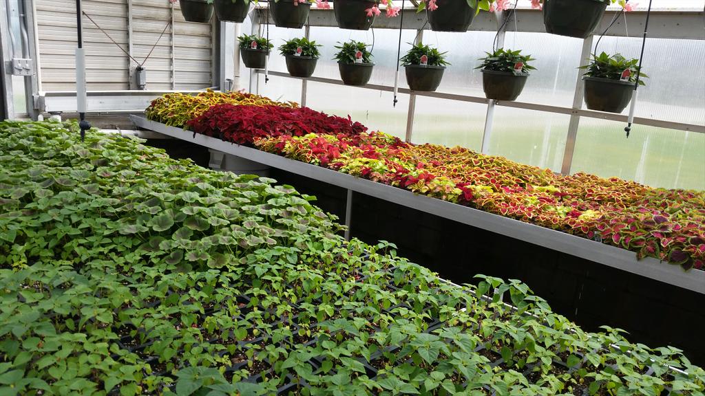 BeechFfa's tweet photo. Beech FFA greenhouse open this Saturday from 8-5! http://t.co/0PjkMJbOJw