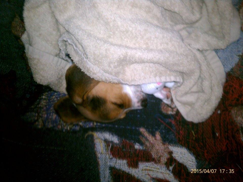 TheAlphaV3's tweet photo. @beaniemai @Rolyat_Doow @MEMO3941 @Demolishor82 #happy #Heartfixed #newpuppy http://t.co/ImgjWWpiwM