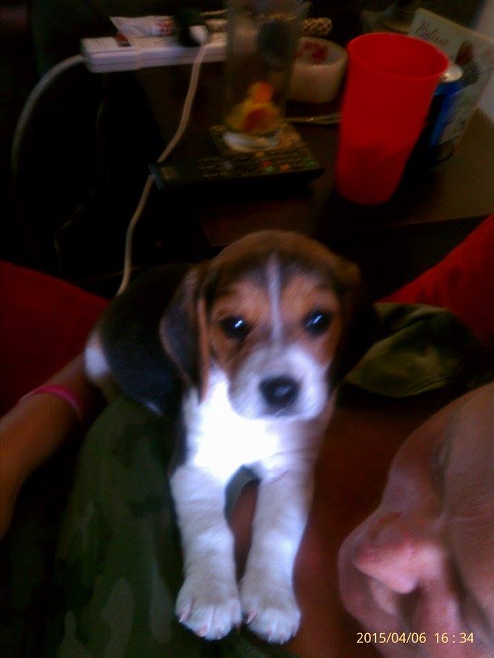 TheAlphaV3's tweet photo. @beaniemai @Rolyat_Doow @MEMO3941 @Demolishor82 #happy #Heartfixed #newpuppy http://t.co/ImgjWWpiwM