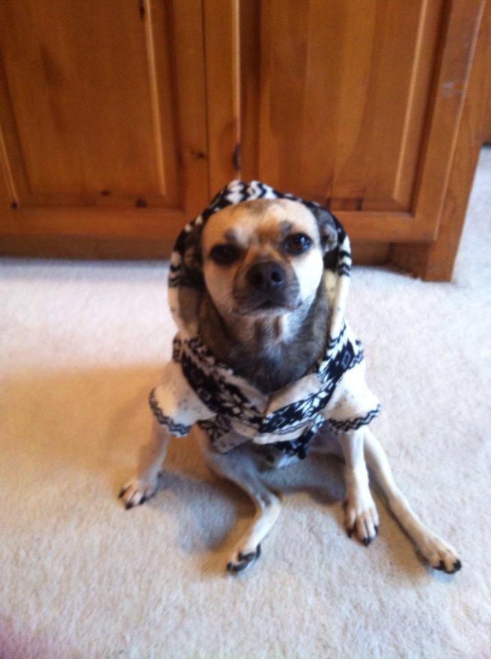 so there's this cute dog w this cute sweater then there's my dog w that same sweater and all i can say is ew