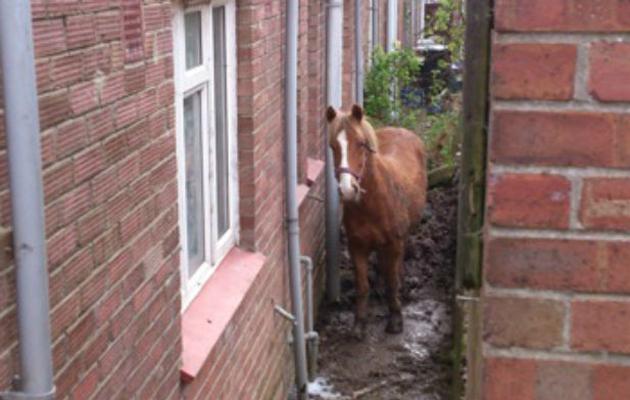 horseandhound's tweet photo. A horse being kept in an alleyway so narrow he couldn't turn around has caused outrage http://t.co/uukpwfA39x http://t.co/VumhOlVixu