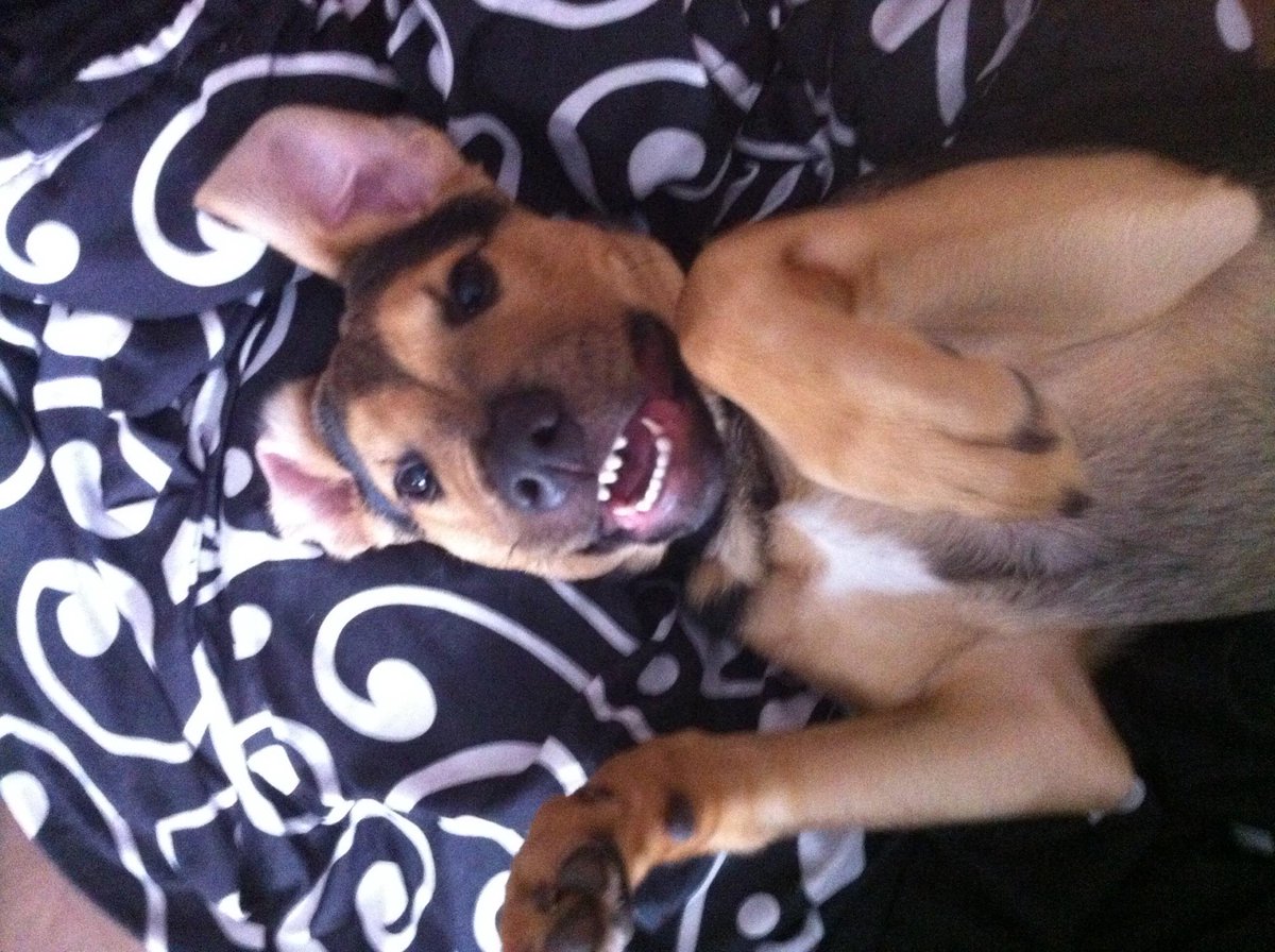 NorthPeaceVet's tweet image. ⭐#FUNFACTQUIZ!⭐ By what age should a #dog have all of its adult #teeth? 
What&apos;s your #guess?