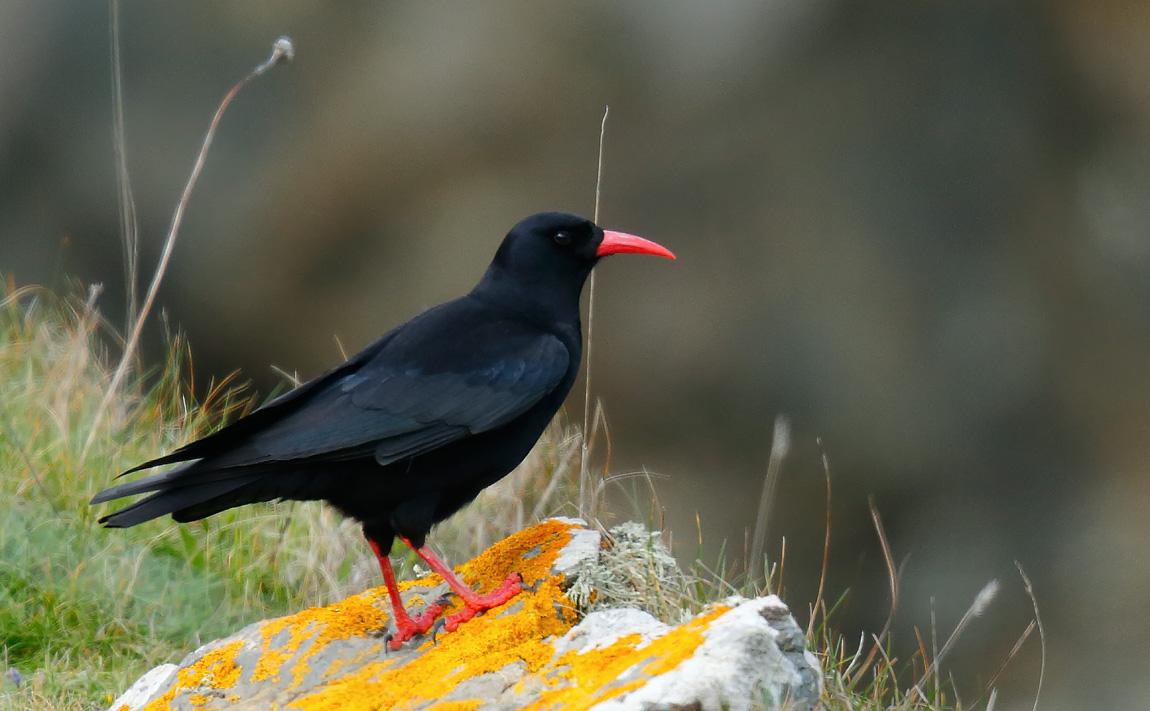 RT@SpinneyBirder chance encounter w/CornishChoughs magicalexperience @cornishchoughs @CornwallNature @RareBirdAlertUK