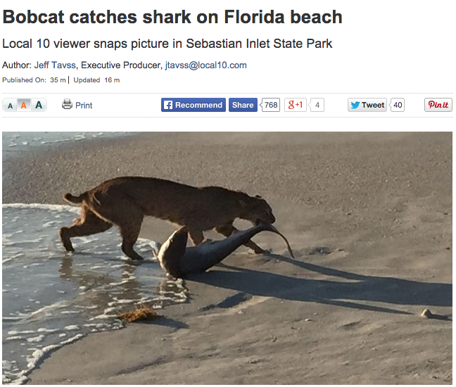 Florida Man tweet media