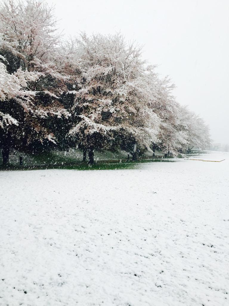 arunasline19's tweet image. 宇都宮やばい積もってる