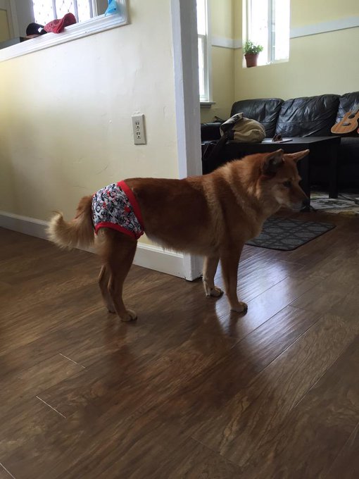 Molly has a hot spot she's been nipping on her butt. My solution. Spider undies. http://t.co/92knRwQ<a href="/tag/mvsales"class="tags"><span>#mvsales</span></a>