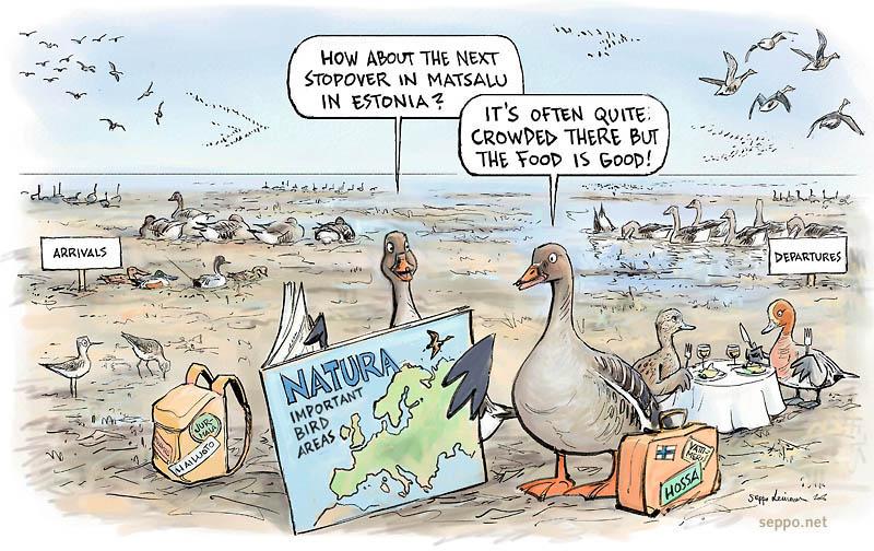 is soon migrating to Hanko – #livedrawing at the 4th Pan European #Duck #Symposium peds4.fi #PEDS4