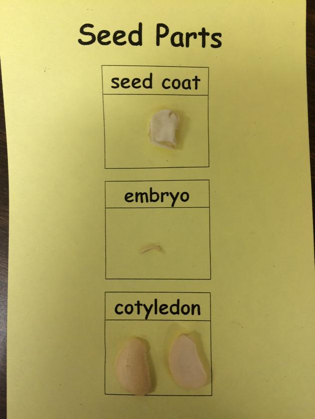 Today we learned about seed parts and dissected a bean seed.