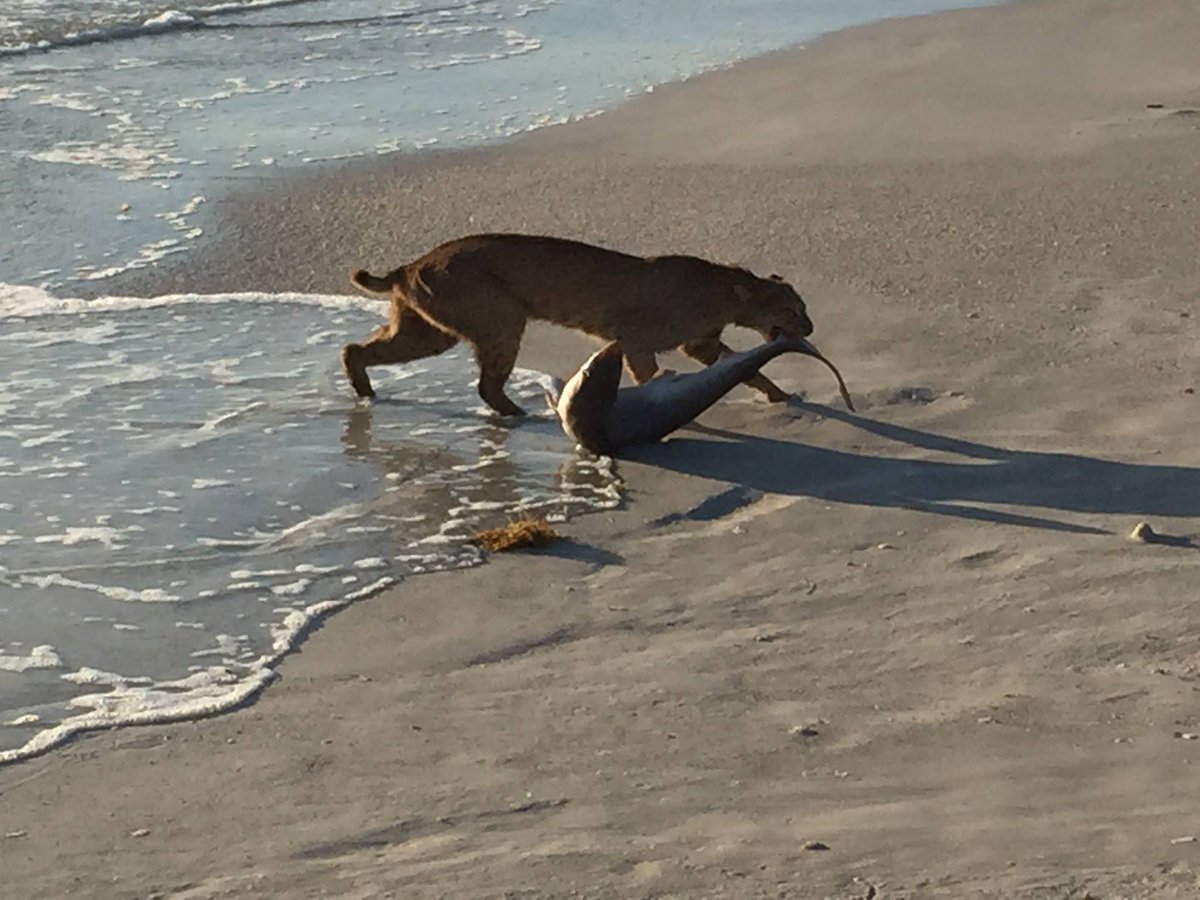 Meanwhile in Florida....

A man witnesses a bobcat catching a shark: bit.ly/1E1FzYS