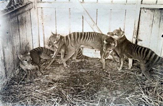 ThatsHistory's tweet photo. Extinct Thylacine (aka Tasmanian Tiger) family at Beaumaris Zoo in Hobart, 1910 http://t.co/ifx8IndY0M