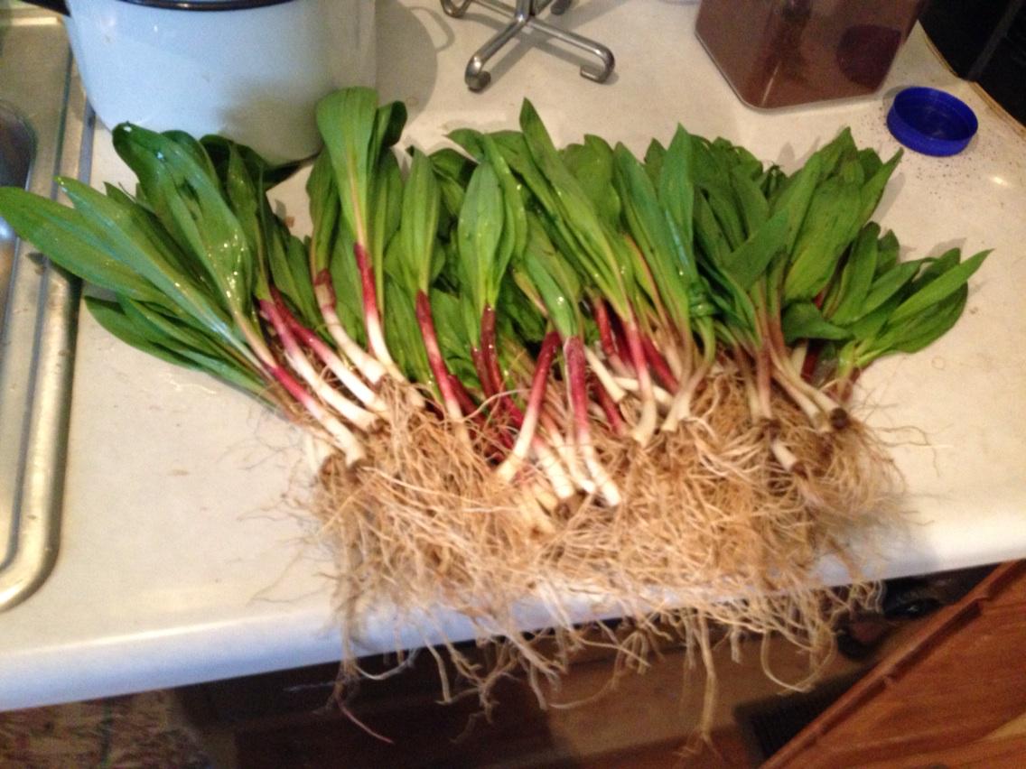 ReddeHeddeFarms's tweet image. #ramps they are here! @ediblecbus #springforage