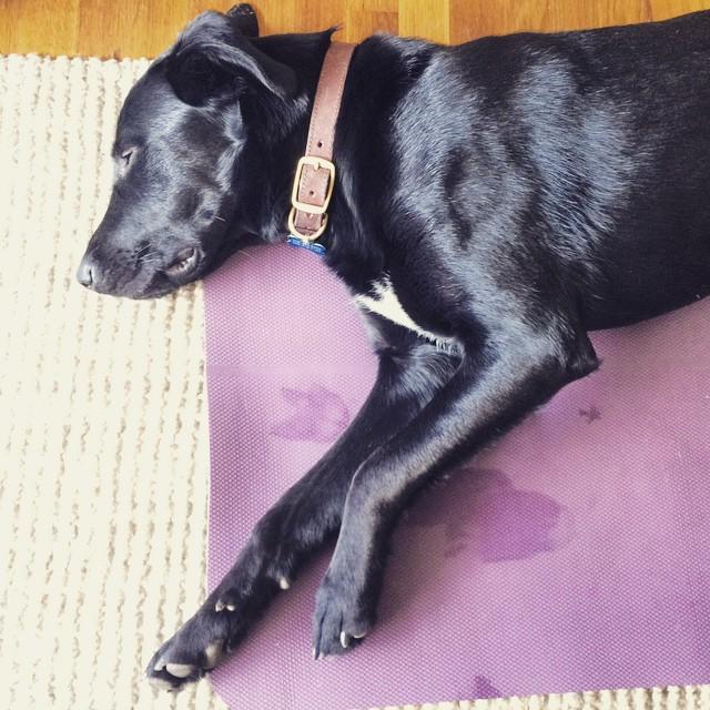 JesRN's tweet photo. My #yogainstructor teaching how to #downdog... @jakeswishrescue #labsofinstagram #goofylab #adoptme **Meet Moose th… http://t.co/QUo2KxMNmT