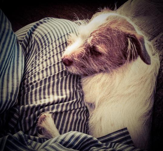 RenWolf's tweet photo. Scuffy puppie http://t.co/mI8adNlVID