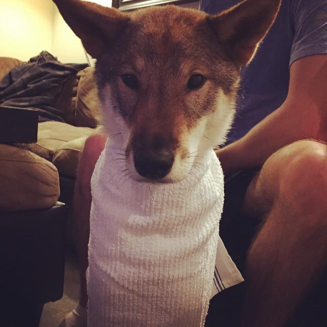 NyxPup's tweet photo. SOS!! Humans have wrapped me in some contraption to "prevent me from licking my armpit." I… http://t.co/8nnPN9zQ67 http://t.co/xhaKWoU9AR