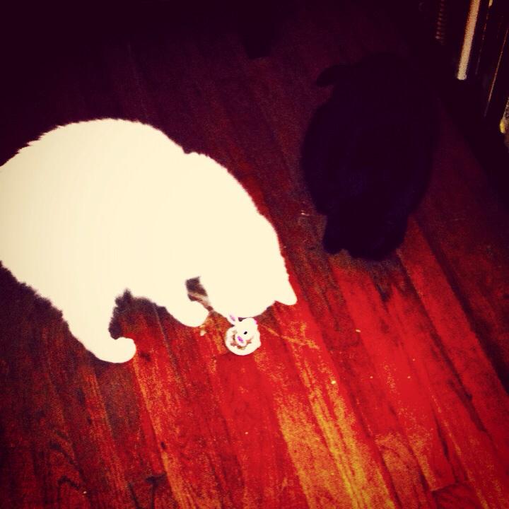 TheMandyPrater's tweet image. Teamwork, making the dream work! #CatVsMouse @influenstervox