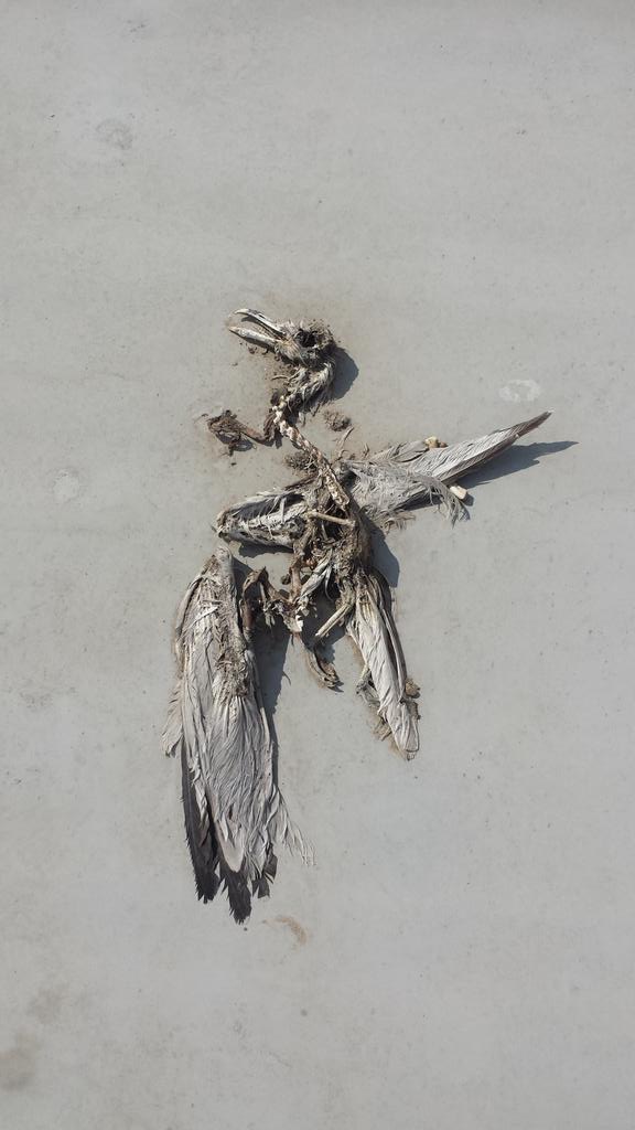 FrizzyTurner's tweet photo. Working on the #roof @Walmart  seen this bird. #yeg #Roofing #mummy #birds http://t.co/JKDOS3e0XR