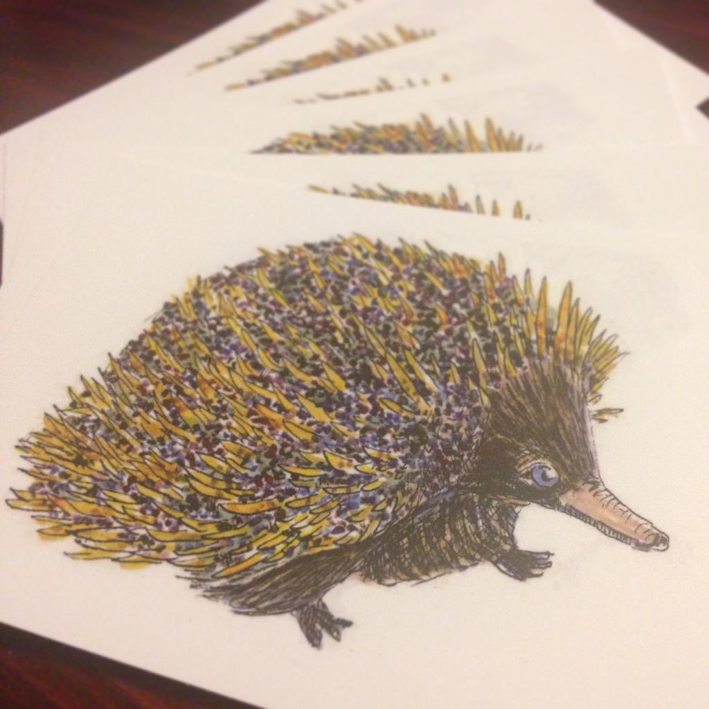 bigibila's tweet photo. These bigibila (echidnas) will be travelling Australia, NZ and the USA to thank #Winambuu supporters. #Gamilaraay. http://t.co/4RDKTs9cJY