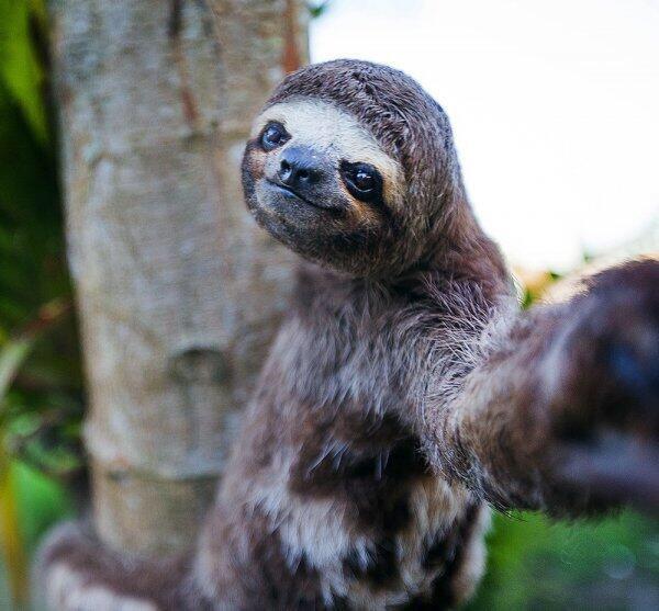 Having a bad day? Here's a sloth taking a selfie. You're welcome. http://t.co/JF90uM2flE<a href="/tag/onmfc"class="tags"><span>#onmfc</span></a>