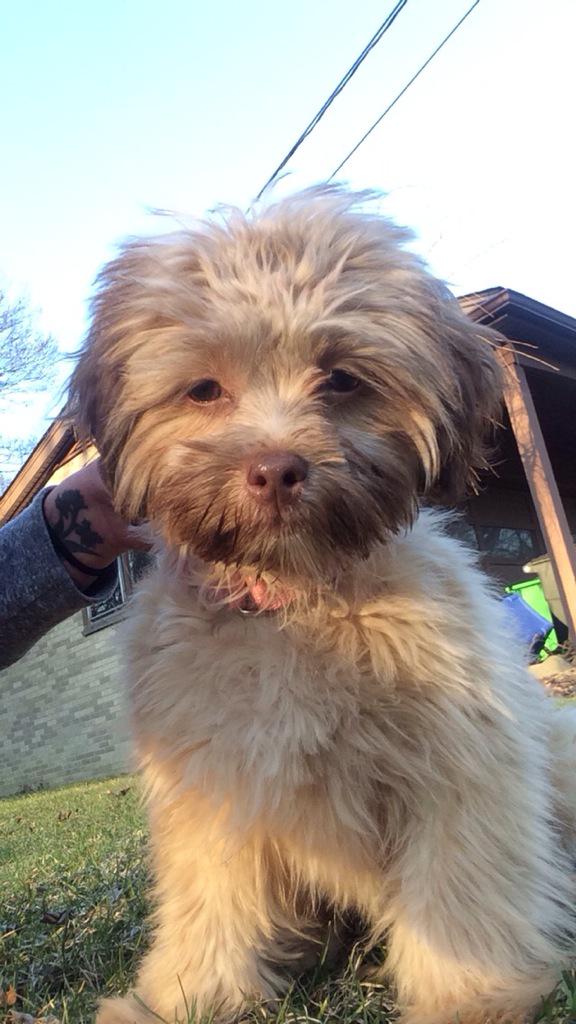 emmaleigh_lynn's tweet photo. Adorably awful. #chewbacca #fostermonster 😈 http://t.co/0Bj7Cf3xj8