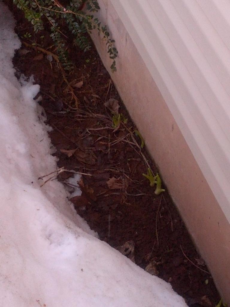 hannahbethbell's tweet image. Spring is really trying #pointsforeffort