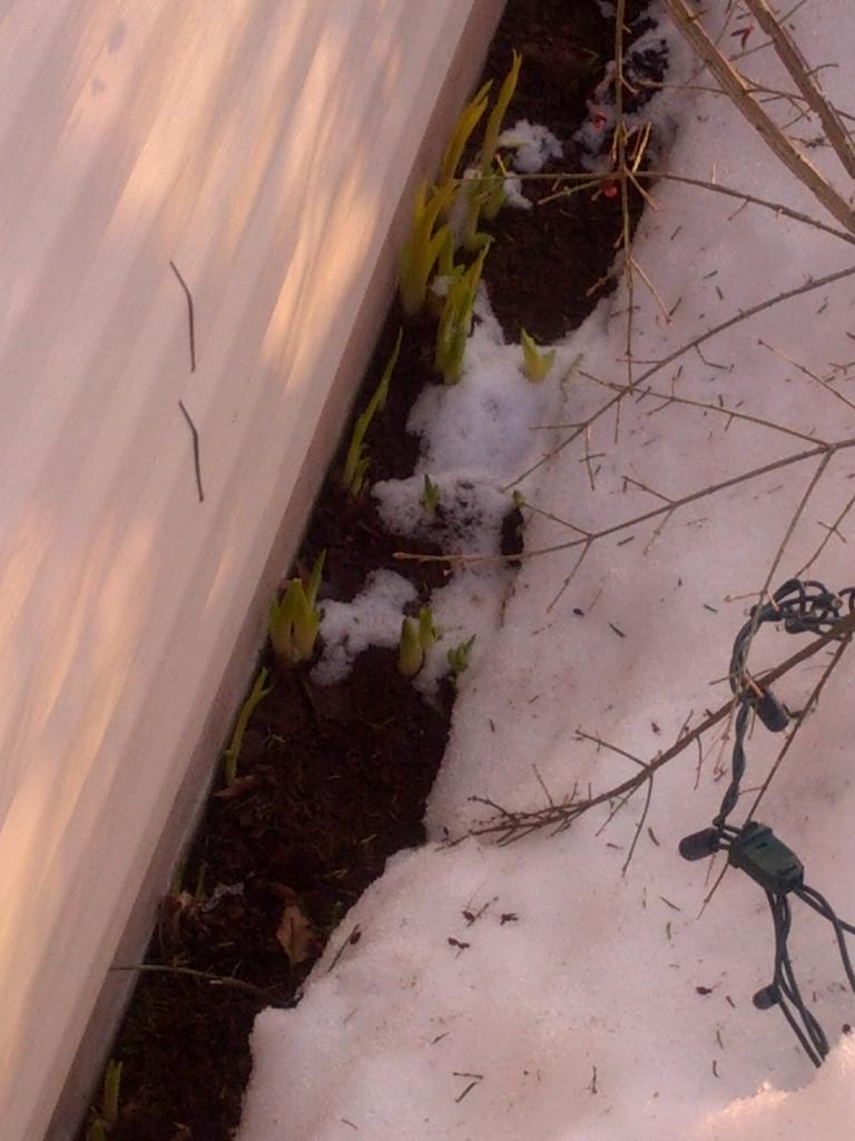 hannahbethbell's tweet image. Spring is really trying #pointsforeffort