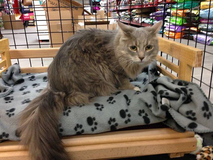 MssHumane's tweet photo. Meet miller the new tenant at the global pet foods cat room full story here > http://t.co/7vFwTPIk71 http://t.co/wyCQ6jrOMm