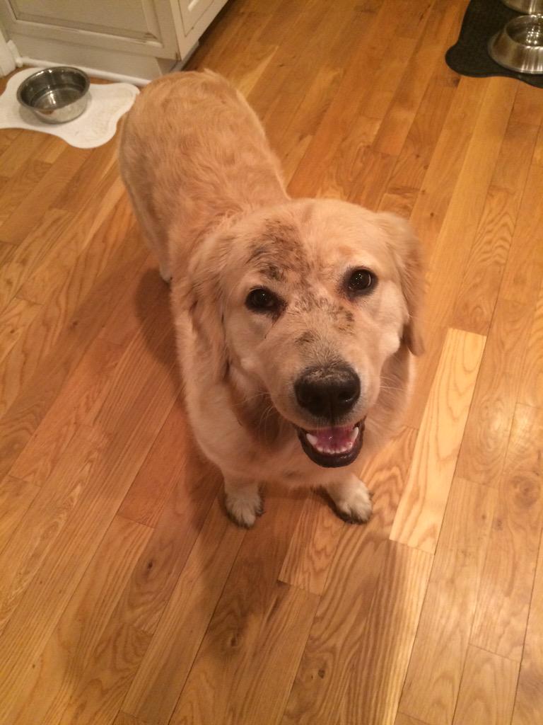 bsmorris1's tweet image. #stellablue has mud on her face, she&apos;s a big disgrace #springwithdogs