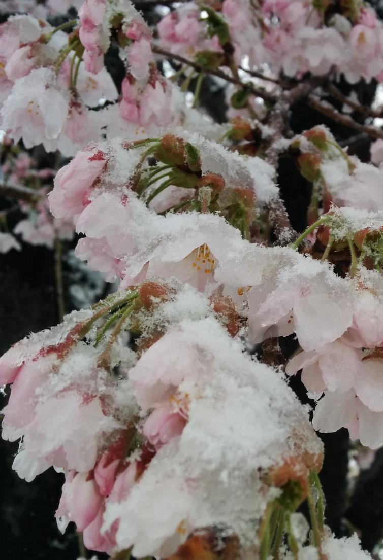 【画像】4/8 美しい”雪と桜”の写真 の数々 (2ページ目) - Togetter