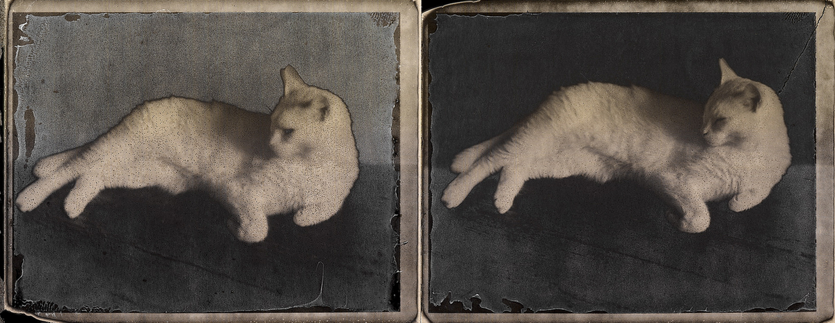 PolaroidWeek's tweet photo. #Purrsday 🐱  #PolaroidWeek 2014 by • g. • https://t.co/7rYvmzCbnc http://t.co/u5TcuTSlt8