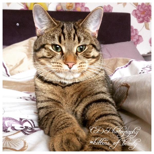 cjaycolette's tweet photo. Photography #kittens_of_beauty #CDPhotography #instagram http://t.co/OoSw7WMwAH